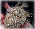   Lined Seahorse found Blue Heron Bridge Palm Beach Florida. Florida  